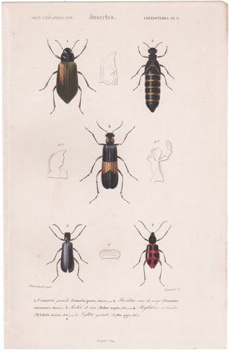 antique prints of beetles